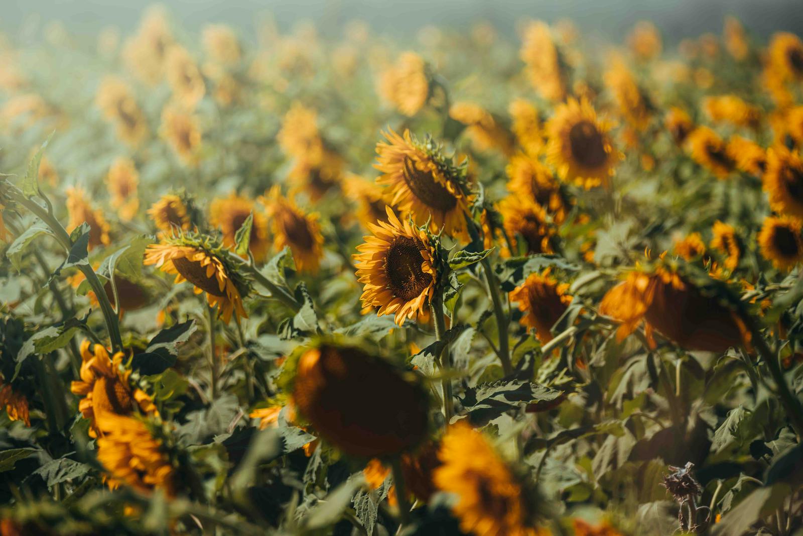 Vibrant sunflower field basking in the summer sunlight, capturing the essence of nature's beauty.