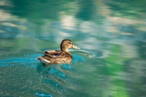 A serene image of a duck swimming on calm, reflective waters in Antalya, Türkiye.
