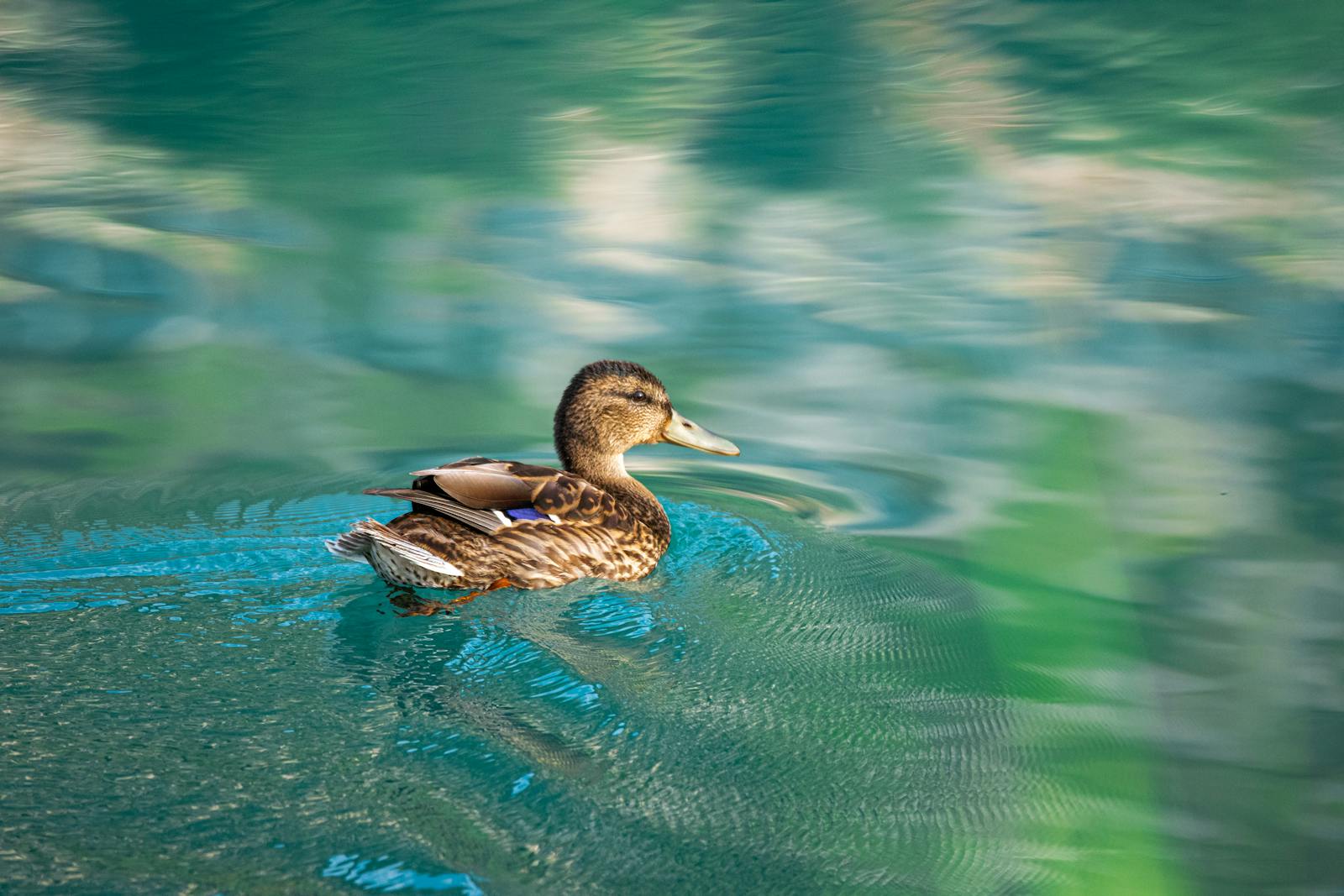 A serene image of a duck swimming on calm, reflective waters in Antalya, Türkiye.