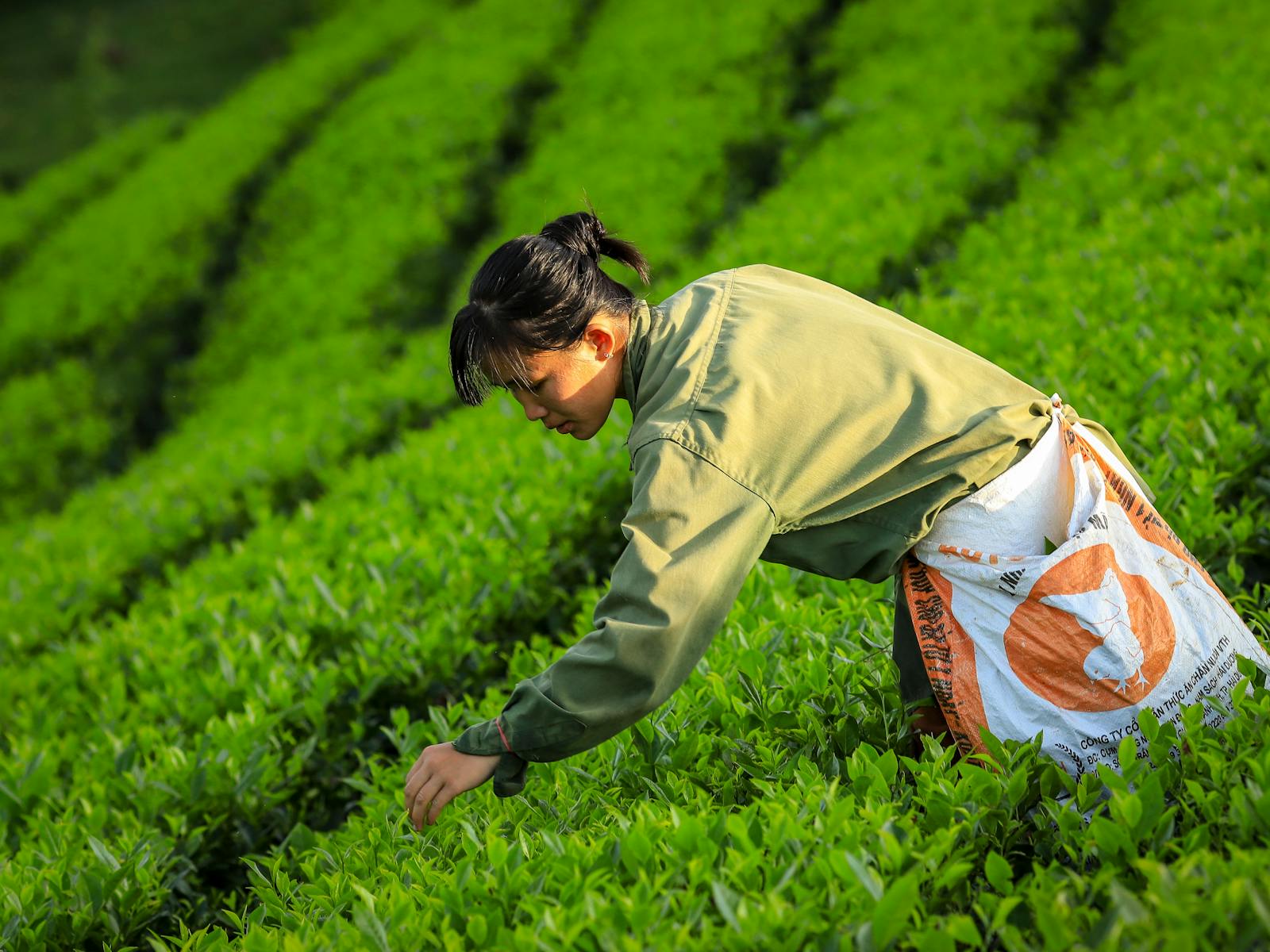 A worker meticulously picks tea leaves in the vibrant fields of Phú Thọ, Vietnam.