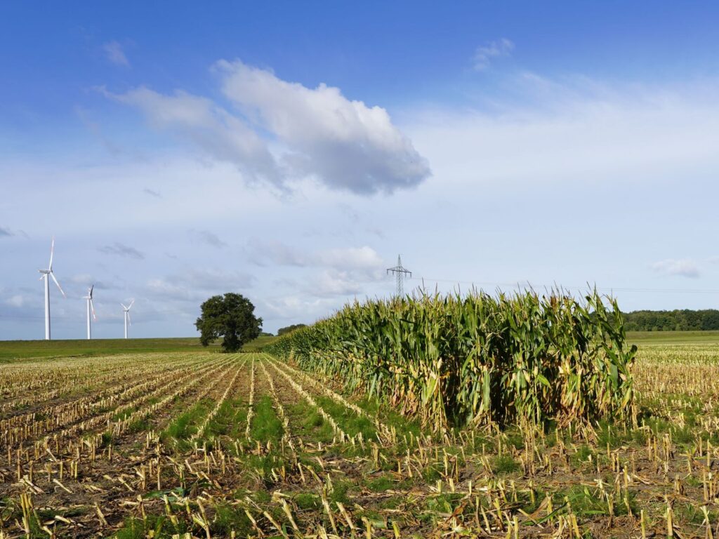 A panoramic view of a cornfield and wind turbines, capturing the essence of sustainable agriculture.